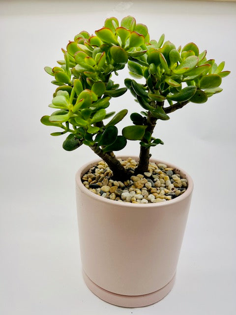 Potted Succulent