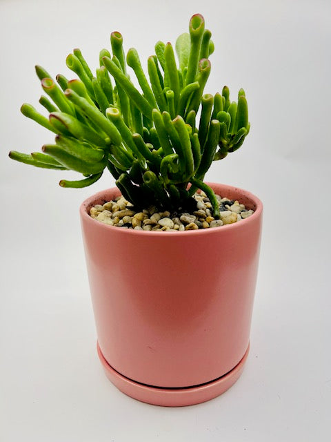 Potted Succulent