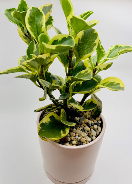 Potted House Plant