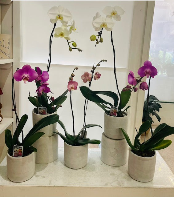 Orchid Plant