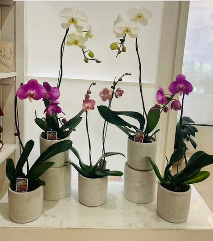 Orchid Plant