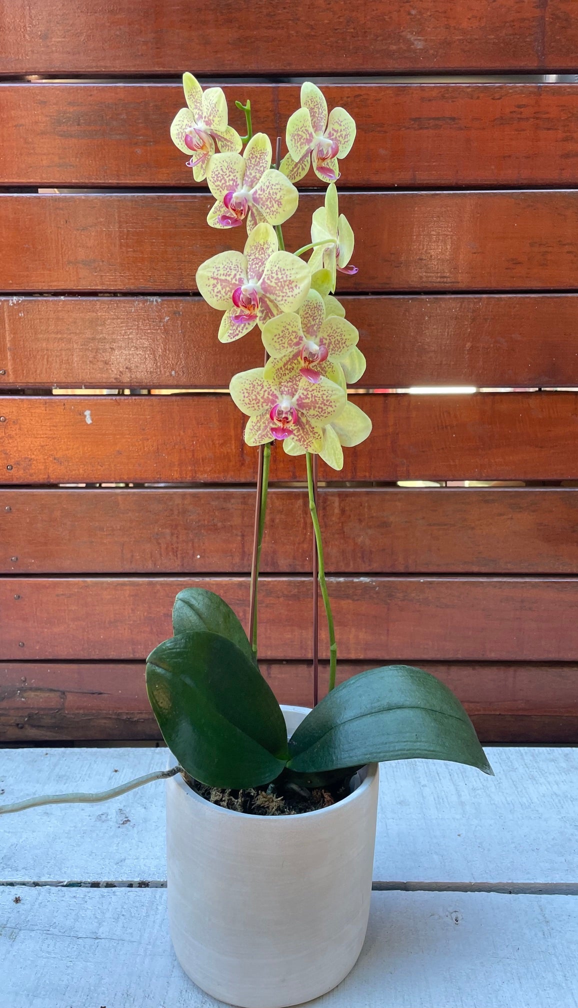 Orchid Plant