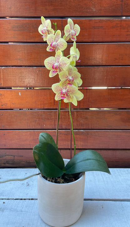 Orchid Plant