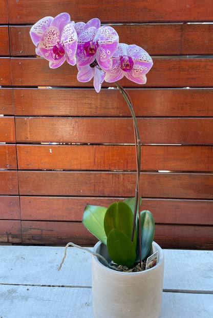 Orchid Plant