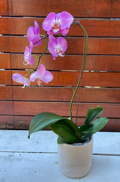 Orchid Plant