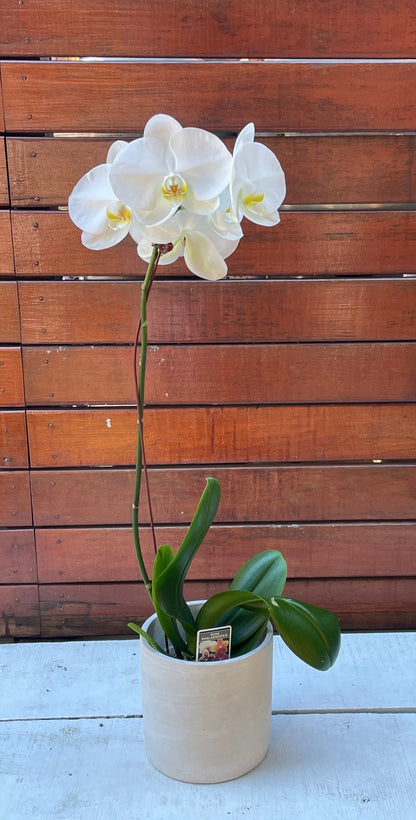 Orchid Plant