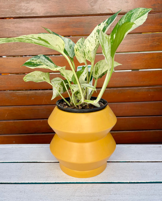 Hanover Pot & Plant