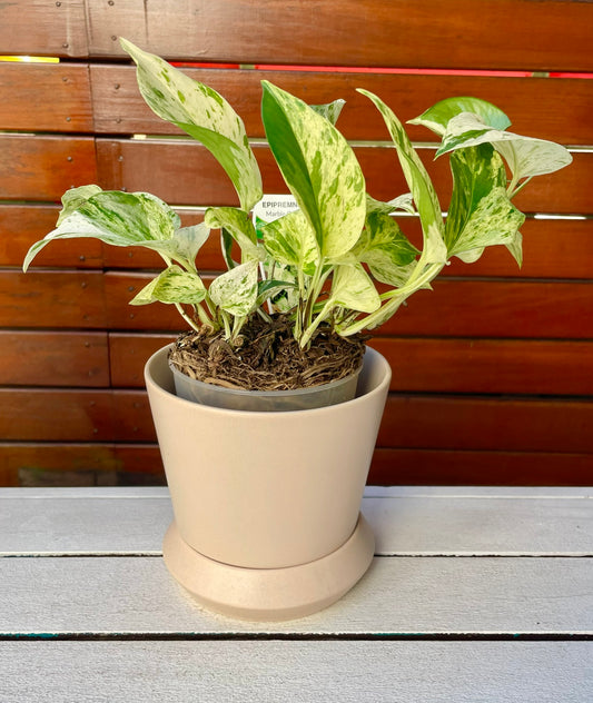 Hamburg Pot & Plant