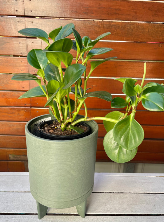 Florence Pot & Plant
