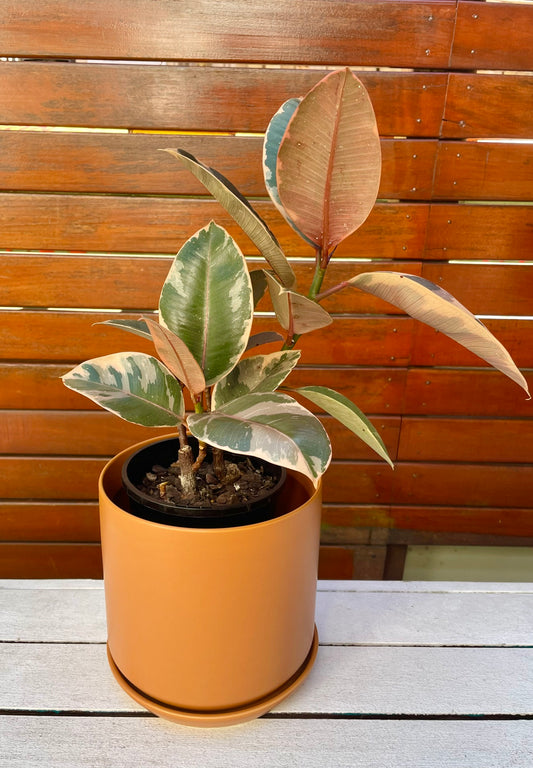 Oslo Pot & Plant