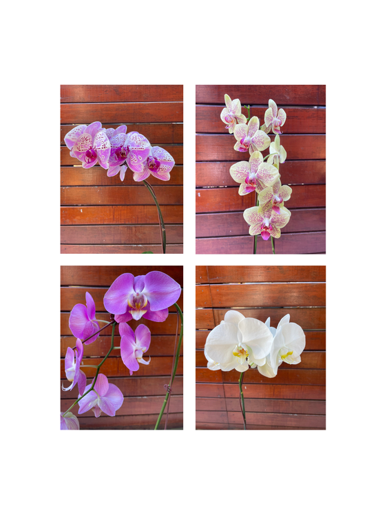 Orchid Plant
